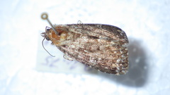 Callopistria latreillei