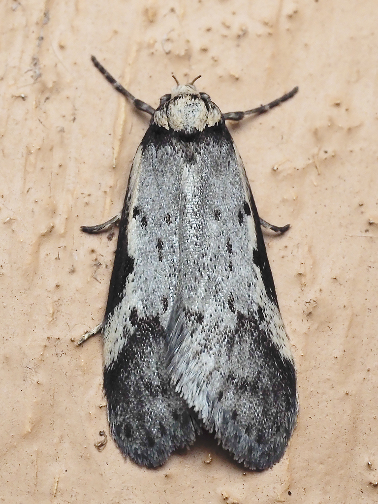Philobota moestella