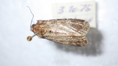 Callopistria latreillei
