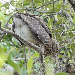 Nycticorax nycticorax