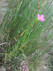 Chironia jasminoides