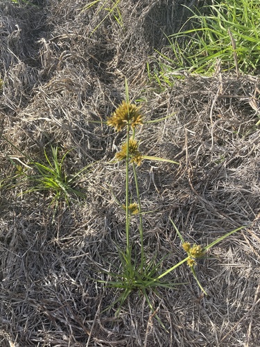 Cyperus polystachyos iNat (3)