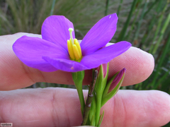 Chironia jasminoides