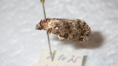 Callopistria latreillei