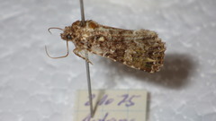 Callopistria latreillei
