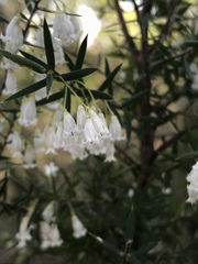 Styphelia setigera
