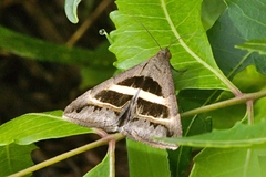 Grammodes geometrica
