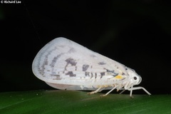 Copsyrna maculata