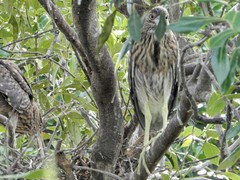 Nycticorax nycticorax