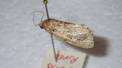 Callopistria latreillei