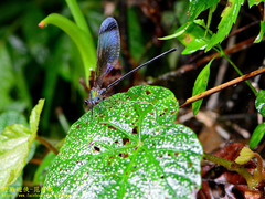 Psolodesmus mandarinus