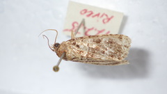 Callopistria latreillei