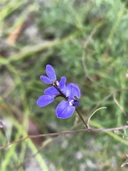 Comesperma volubile