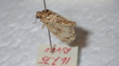 Callopistria latreillei