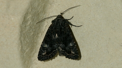 Neumichtis
