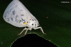Copsyrna maculata