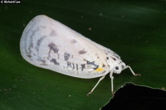 Copsyrna maculata