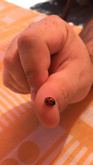 Coccinella magnifica