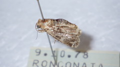 Callopistria latreillei