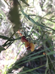 Bossiaea scolopendria