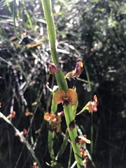Bossiaea scolopendria