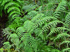 Dennstaedtia scandens