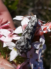 Ctenoplusia lavendula