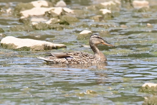 Mallard