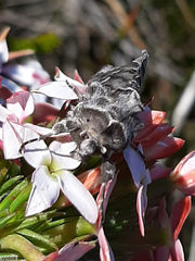 Ctenoplusia lavendula