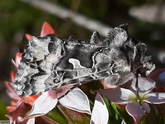 Ctenoplusia lavendula