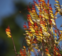 Ipomoea lobata