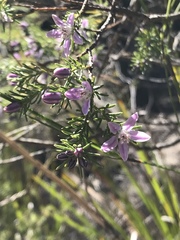 Philotheca salsolifolia