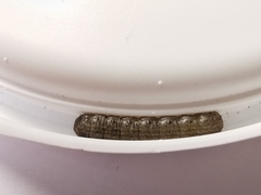 Agrotis segetum