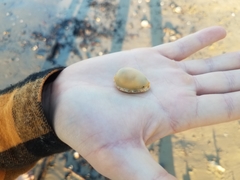 Notocypraea angustata