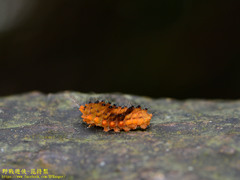 Eterusia aedea formosana