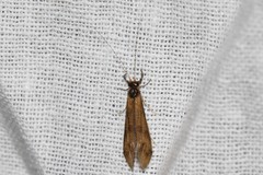 Mystacides longicornis