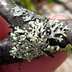 Parmeliopsis capitata