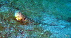 Trachinocephalus