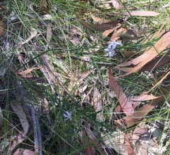 Philotheca queenslandica