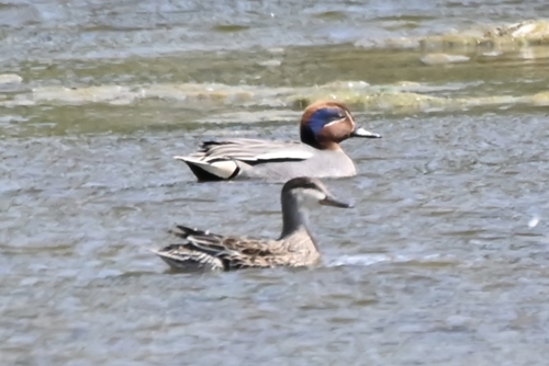 Green-winged Teal
