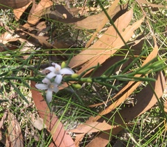Philotheca queenslandica