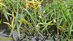 Sagittaria trifolia