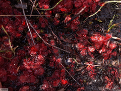 Drosera slackii