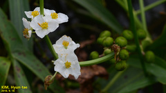 Sagittaria trifolia
