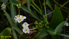 Sagittaria trifolia