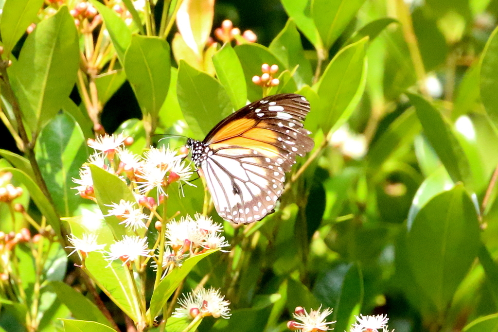 黑脉桦斑蝶（Danaus melanippus）