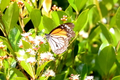 Danaus melanippus hegesippus