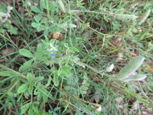 Image of Lupinus subcarnosus by (c) Linda Jo Conn, some rights reserved (CC BY)