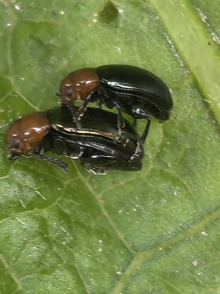 Mallow Flea Beetle