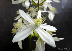 Clematis armandii